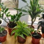 House Plants With Long Lifespan