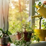How Often To Water Indoor Plants In Winter