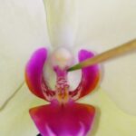 How To Pollinate Orchids