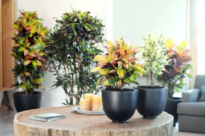 Leafy Indoor Plants And Flowers Care
