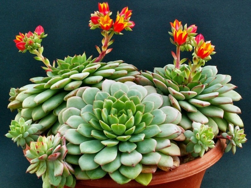 Echeveria: flowering Plants For Very Small Pots