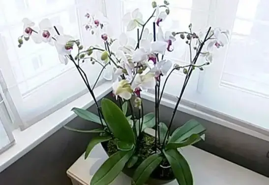 Potting More Orchids In One Pot