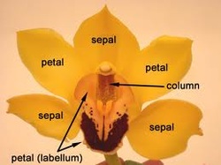 Structure Of The Flower Of Orchids