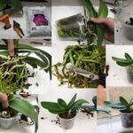 When To Transplant Phalaenopsis Orchids