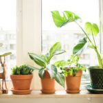 Why Do Indoor Plants Need Direct Sunlight