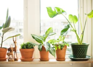 Why Do Indoor Plants Need Direct Sunlight