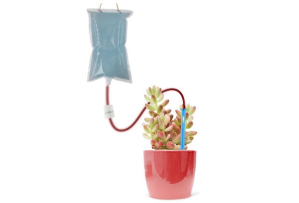 diy self watering droppers for indoor plants