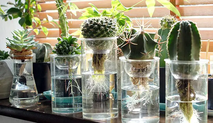 growing indoor plants in hydroponics