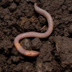 are earthworms good for indoor plants