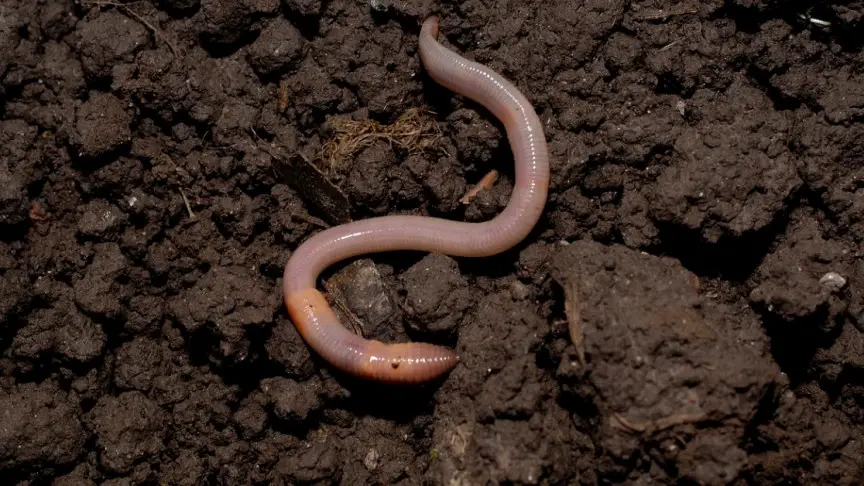 Are Earthworms Good For Indoor Plants Houseplantspro - How To Get Rid Of Earthworms In Your Bathroom