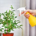 how to care for houseplants while on vacation