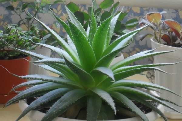aloe ver best indoor plants for dust allergy
