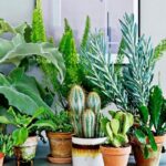 beneficial plants for home