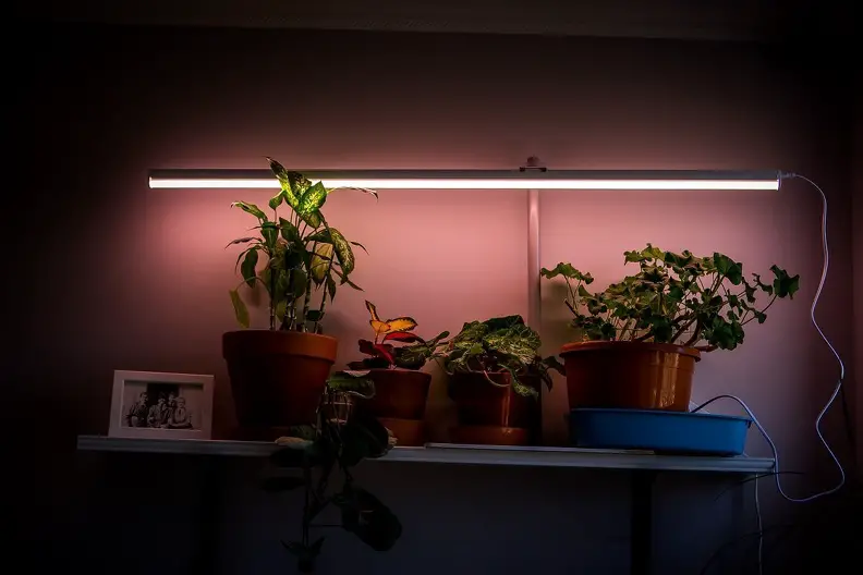 fluorescent lamps for indoor plants