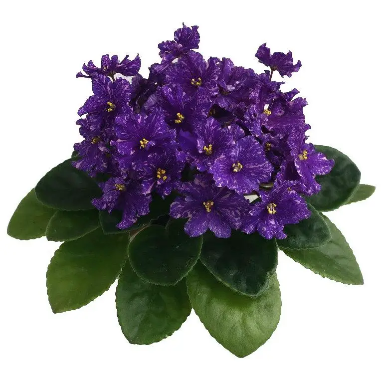 violet 1