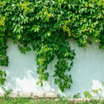 what is the best ivy to grow on fence 2