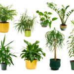 best detoxifying indoor plants 1
