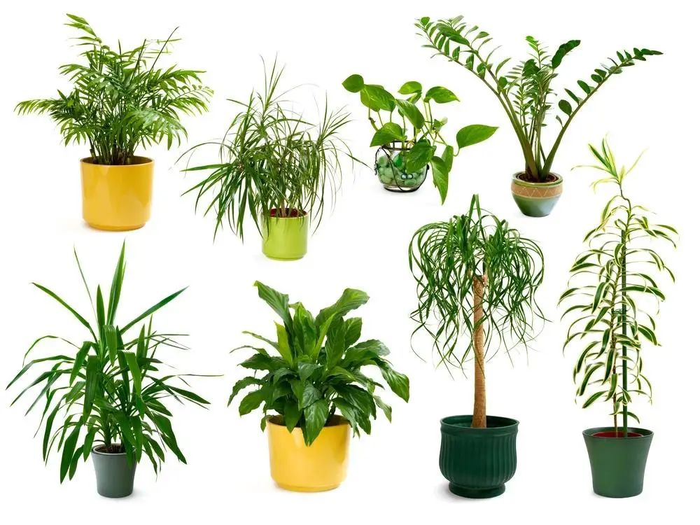 best detoxifying indoor plants