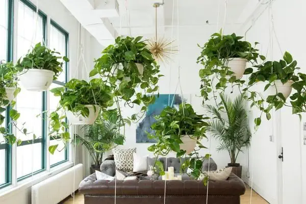 best indoor plants for decoration