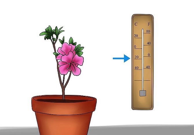 best temperature for indoor plants
