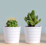 choosing pots for indoor plants