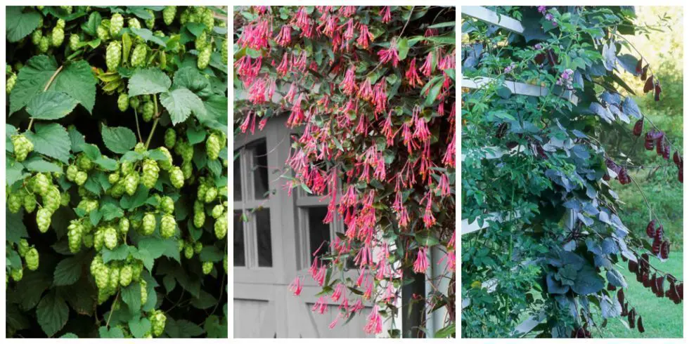 fast growing climbing plants for fences