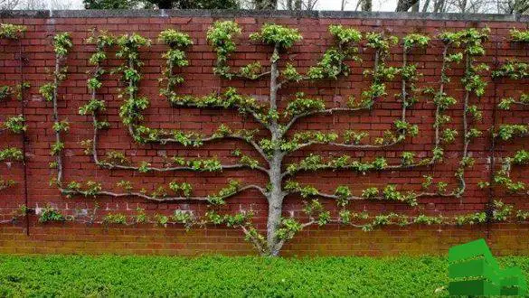 how to grow ivy on a fence