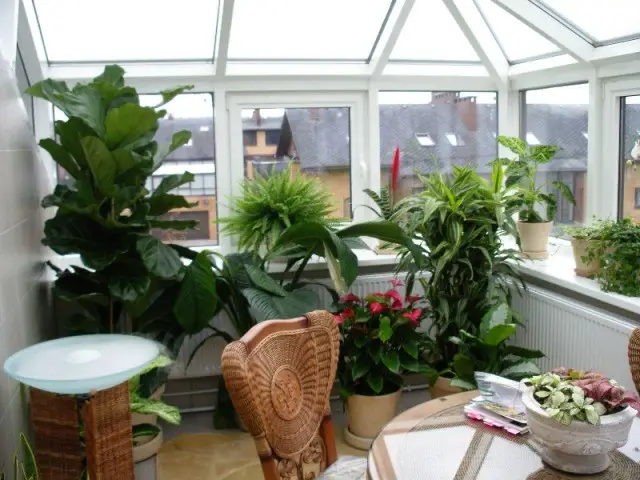 indoor plants for north facing window