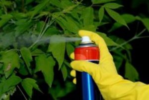 natural insecticides for indoor plants