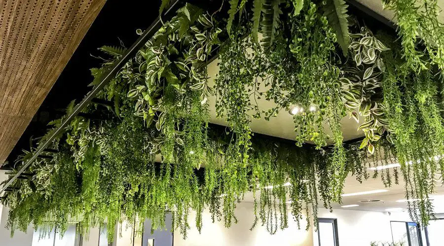 best hanging plants for southern california