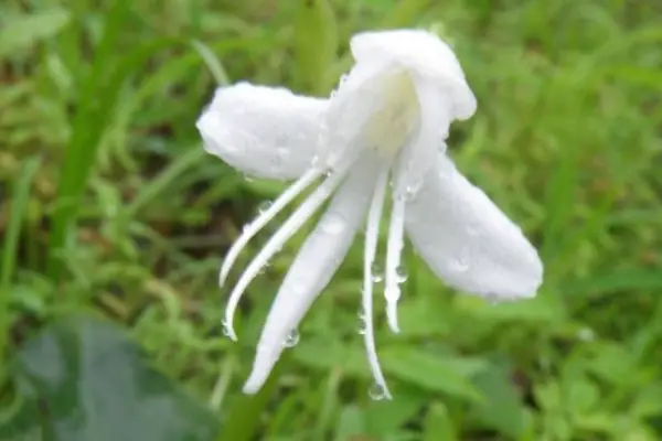 angel orchid