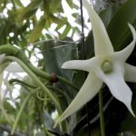 angraecum sesquipedale orchid