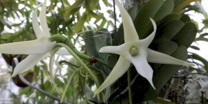 angraecum sesquipedale orchid