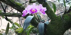 are orchids parasites or epiphytes