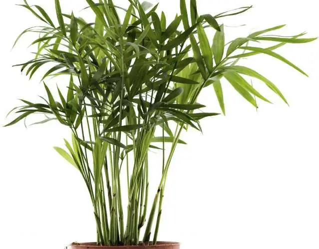 bamboo palm give oxygen 24 hours