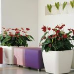 best flowering plants for apartments