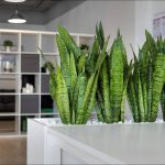 best indoor plants for dark rooms