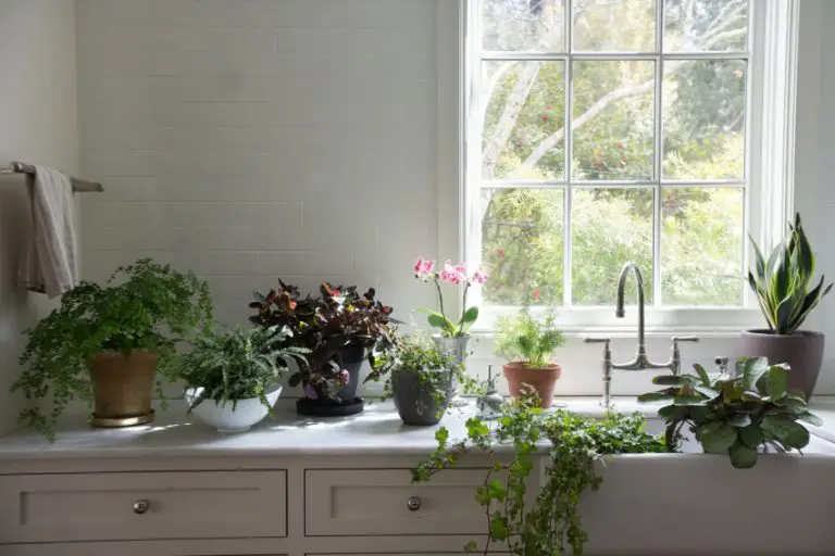 best plants for bathroom window sill