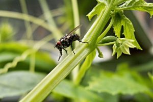 black flies around indoor plants