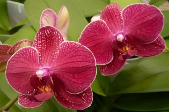 burgundy or crimson orchid
