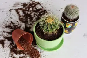 Cactus Transplant: Best Time, Medium, Pots, and Reporting Way