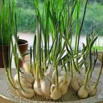 can i plant sprouted garlic