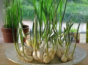 Can I Plant Sprouted Garlic? Winter and Spring Garlic Guide