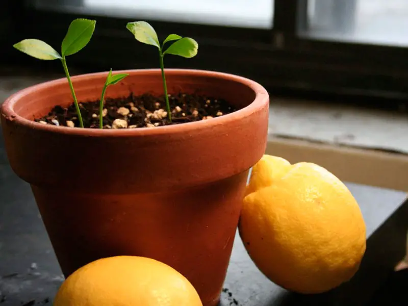 can you plant lemon seeds at home