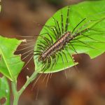 centipede infestation in house plant