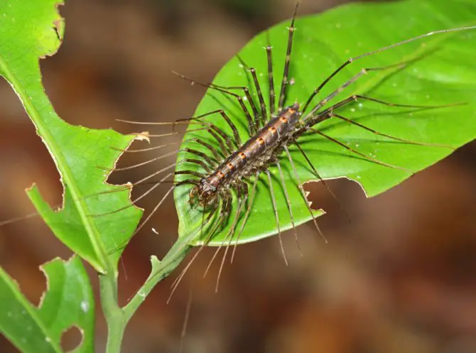centipede infestation in house plant
