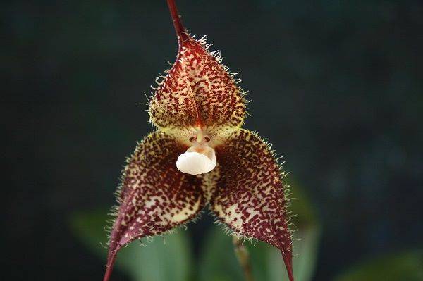 dracula chimaera flower