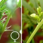 early signs of male plant