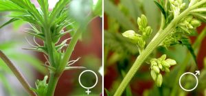 What are Early Signs Of Male and Female Plants? (Guide)