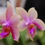 Fragrant Orchid Varieties: What Do Orchids Smell Like